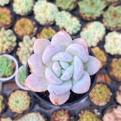 China Succulent Colorichgarden Artificial Succulent Wholesale Succulents Plants Indoor Echeveria Chang'e for sale