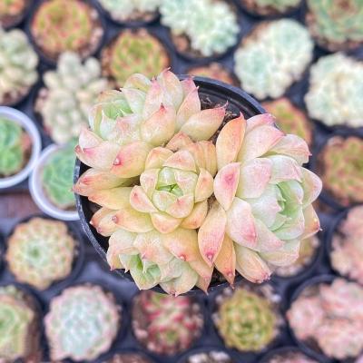 China Succulent Colorichgarden Artificial Succulent Wholesale Succulents Plants Indoor Echeveria peach smudge Clustering for sale