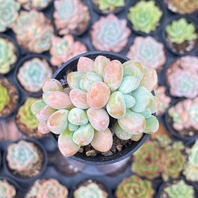 China Succulent Colorichgarden Artificial Succulent Wholesale Succulents Plants Indoor Echeveria Luo River Clustering for sale