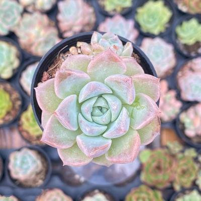 China Succulent Colorichgarden Artificial Succulent Wholesale Succulents Plants Indoor Echeveria Pink wave point for sale