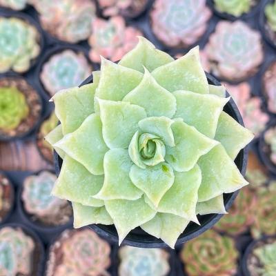 China Succulent Colorichgarden Artificial Succulent Wholesale Succulents Plants Indoor Echeveria pleated skirt for sale