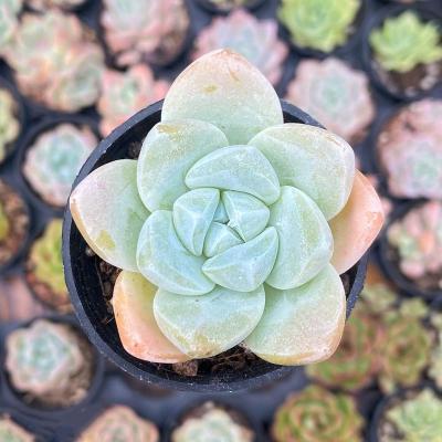 China Succulent Colorichgarden Artificial Succulent Wholesale Succulents Plants Indoor Echeveria Ice jade for sale