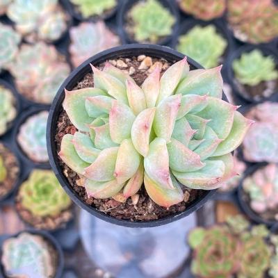 China Succulent Colorichgarden Artificial Succulent Wholesale Succulents Plants Indoor Echeveria silhouette double-headed for sale