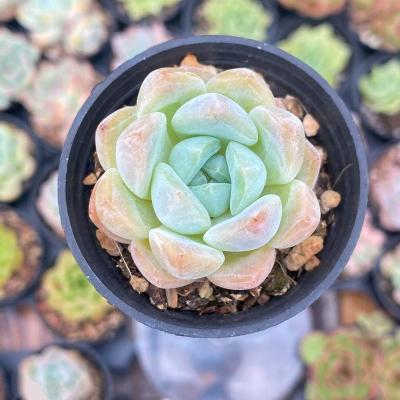 China Succulent Colorichgarden Artificial Succulent Wholesale Succulents Plants Indoor Echeveria pipedream for sale