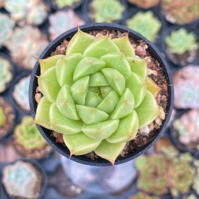 China Succulent Colorichgarden Artificial Succulent Wholesale Succulents Plants Indoor Echeveria  Aquaman for sale