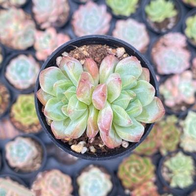 China Succulent Colorichgarden Artificial Succulent Wholesale Succulents Plants Indoor Echeveria Desert rose double-headed for sale