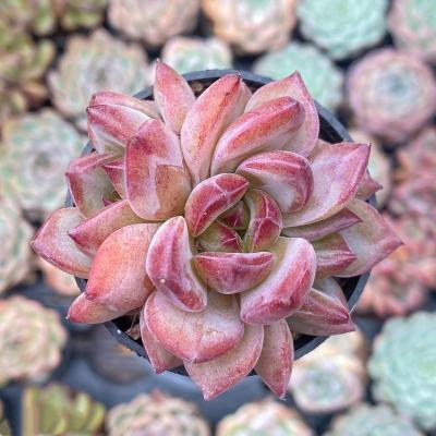 China Succulent Colorichgarden Artificial Succulent Wholesale Succulents Plants Indoor Echeveria Night Demon Warrior Double Head for sale