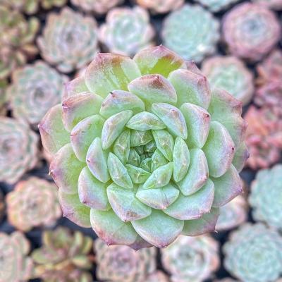 China Succulent Colorichgarden Artificial Succulent Wholesale Succulents Plants Indoor Echeveria lucid dream for sale