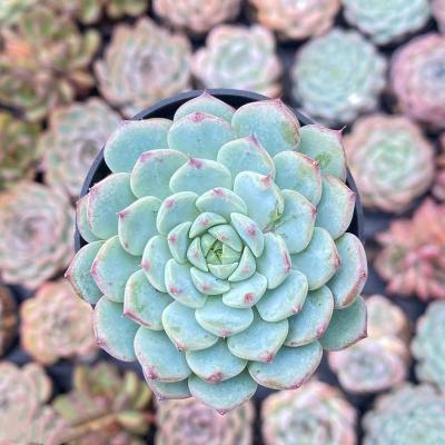 China Succulent Colorichgarden Artificial Succulent Wholesale Succulents Plants Indoor Echeveria blue jasmine (Nelumbo nucifera) for sale