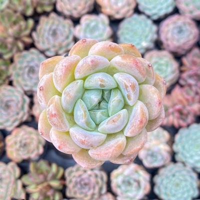 China Succulent Colorichgarden Artificial Succulent Wholesale Succulents Plants Indoor Echeveria pleasant dream for sale