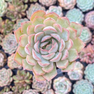 China Succulent Colorichgarden Artificial Succulent Wholesale Succulents Plants Indoor Echeveria Egeria for sale