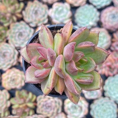 China Succulent Colorichgarden Artificial Succulent Wholesale Succulents Plants Indoor Echeveria  crape-myrtle Double Head for sale