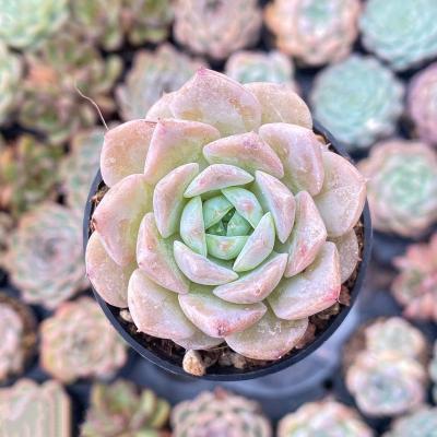 China Succulent Colorichgarden Artificial Succulent Wholesale Succulents Plants Indoor Echeveria  Grace for sale