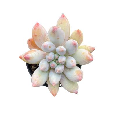 China Succulent Colorichgarden Artificial Succulent Wholesale Succulents Plants Live Succulent Garden Indoor Echeveria Solomon for sale