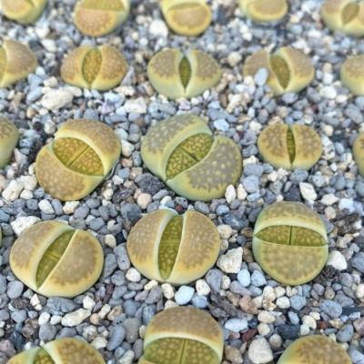 China Succulent Colorichgarden Artificial Succulent Wholesale Succulents Plants Indoor Lithops Yellow Paris for sale