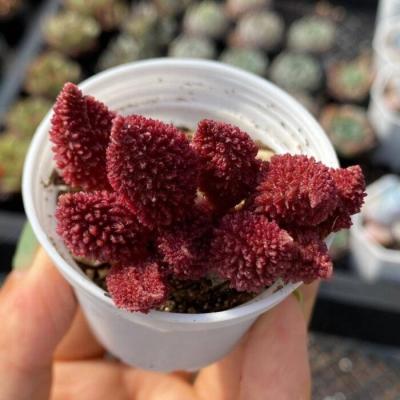 China Succulent Colorichgarden Artificial Succulent Wholesale Succulents Plants Indoor Adromischus Marianae for sale