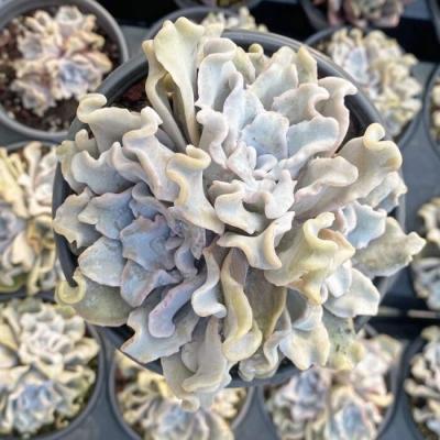 China Succulent Colorichgarden Artificial Succulent Wholesale Succulents Plants Indoor Echeveria Ballet dancer Clustering for sale