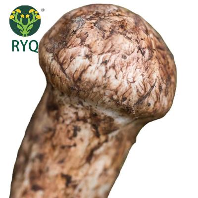 China RYQ 100% Matsutake Fresh Natural Hand Selected Fresh Natural Pine Mushroom 40g For Soup for sale