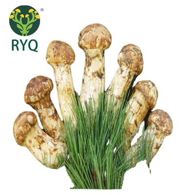 China Chinese Shangri-La Fresh Trade Matsutake Forest Matsutake Mushroom 40g Good Quality RYQ For Noodles for sale