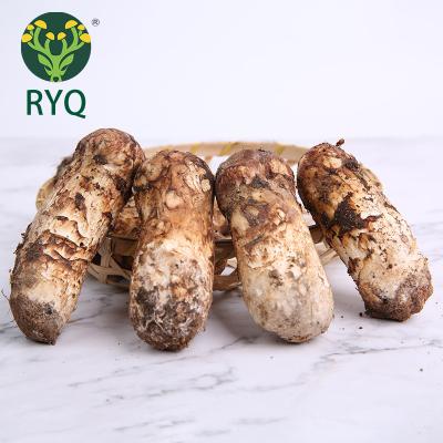 China RYQ Best Wholesale Fresh Healthy Fresh Matsutake Mushroom Matsutake Slices 40g For Cooking for sale