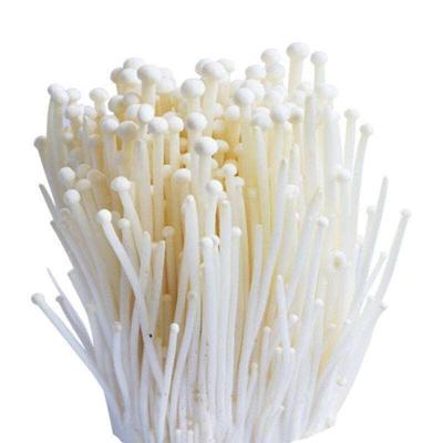 China Healthy Plant CropFresh Mass Mushroom Last Long Enoki Spicy For Vegetarian With GAP Certificated for sale