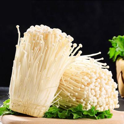 China Kitchen Organic Popular Choice Nutrition Fresh Mushrooms Sugar Free Enoki Mushrooms For Daily Dish With Kosher Graduated for sale