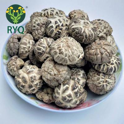 China 2022 OEM Amazon Dry Dried Shiitake Mushroom Hot Sale Cultivated Dried Magic Mushrooms for sale