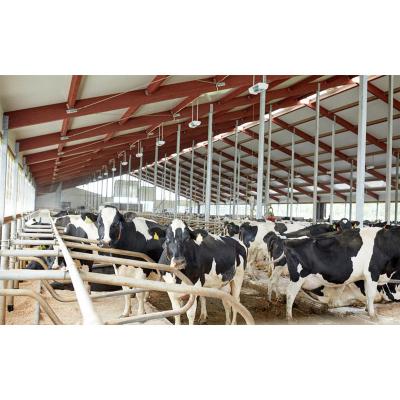 China Steel Free Design Workshop Steel Structure Prefab Cow House Dairy Cow Shed Farm for sale