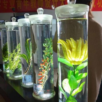 China Plant Immersion Specimens Soak Raw Specimen Medicine Specimen Students Identify Medicinal Materials HZQ for sale