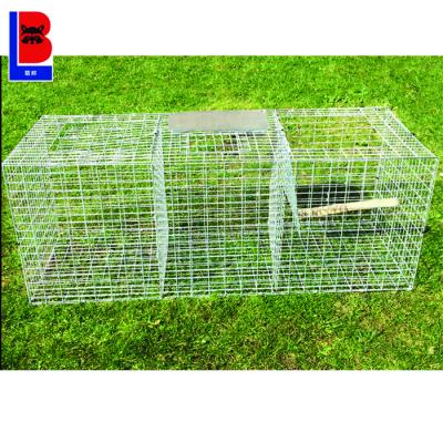 China Supply Viable Humanitarian Live Animal Bird Cage Trap From Factory Made In China for sale