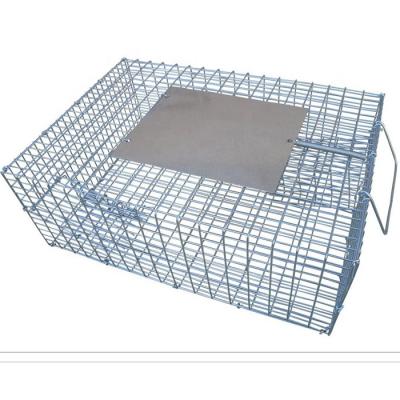 China Live Bird Trap Cages For Sales Magpies Pigeons Sparrow Crows China Suppliers for sale