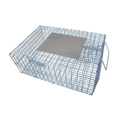 China Large Live Animal Trap Catch Release Viable Humane Rodent Cage Collapsible Humane Bird Trap Cage For Raccoons Groundhogs for sale