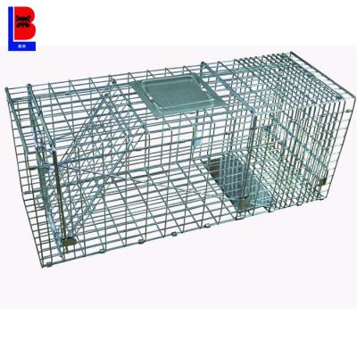 China Hot Selling Rabbits Feral Cat Possums Raccoons Live Cat Cage Trap For Sale From China Viable Supplier for sale