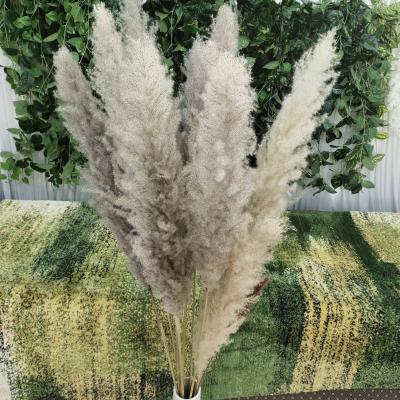 China Hot selling high simulation LW005 Amazon dried natural pampas tall pampas grass dried decorative pampas grass for sale