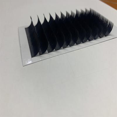 China 2022 Zwo Natural Smooth New Design Easy Fanning Eyelash Extensions For Wholesales for sale