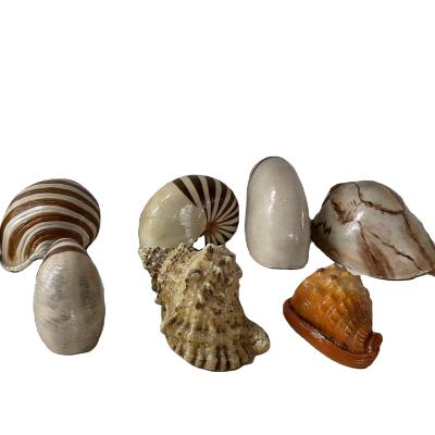 China Europe factory polyresin decoration boutique giftware emulational shell resin conch supplier sea snail holder water ball large on desk for sale