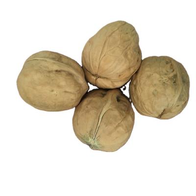 China Dried Factory Provides Lowest Price In Shell And Unwashed Top Grade Nuts for sale