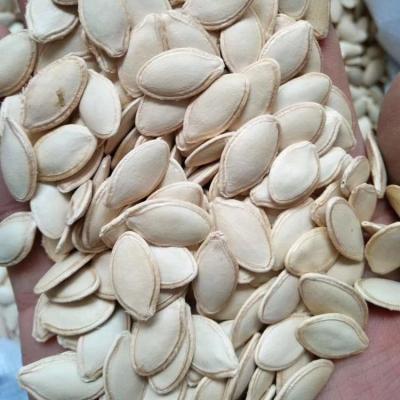 China China Dry Pumpkin Seeds China Large Size White Pumpkin Seeds Used For Food Wholesale for sale