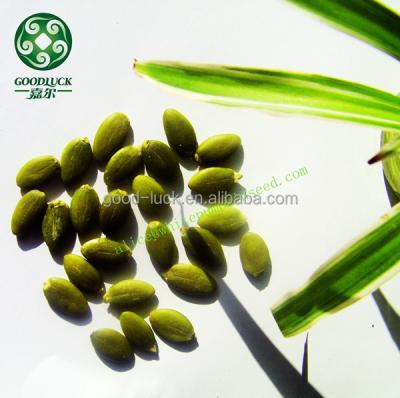 China Dry Sell Dark Green Pumpkin Seed Kernels On Sale New Cultivation GWS Best Hot Price Organic Pumpkin Seed Kernels Wholesale for sale