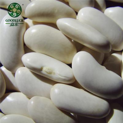 China Good dry quality and direct price of beans from the best factory for sale the white bush beans. for sale