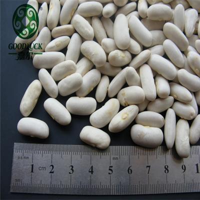 China Best Selling China Dried White Kidney Beans White Dwarf Beans Strength Product Price By People for sale