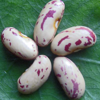 China New Crop Dried Red Pinto Beans Cheap Price for sale