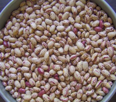 China Dried Sell American Round Bush Beans / LSKB Light Spotted BEANS , New Crop for sale