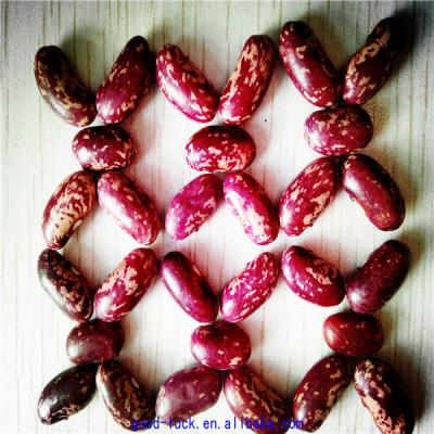 China Dried Purple Spotted Light Kidney Beans (Heilongjiang) for sale