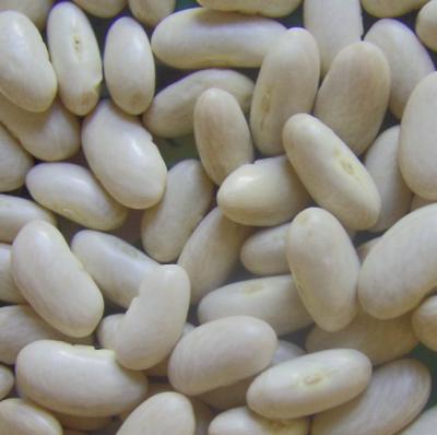 China Dried Chinese white beans long form, new crop for sale