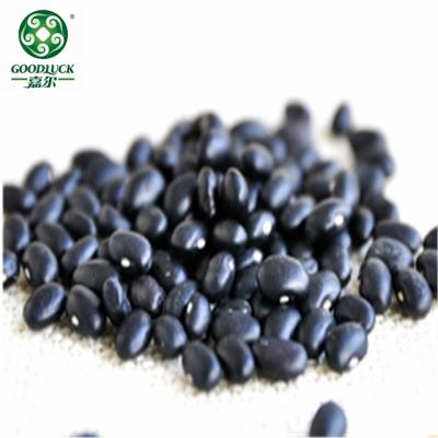 China GMO Dried Black Matpe Beans Different Types Canned Beans for sale