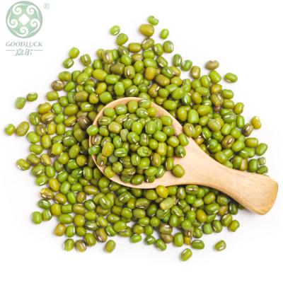 China Reliable Export Dry High Quality Mung Bean Germination Rate 97% for sale