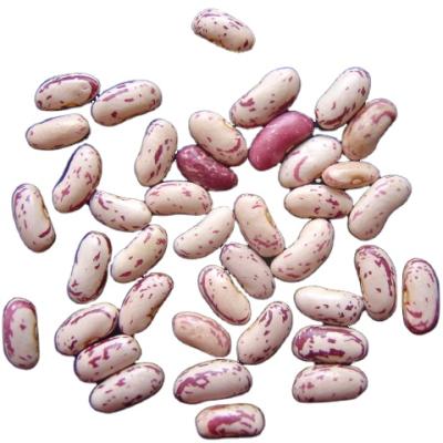 China Wholesale dry light spotted market price of bush beans for sale