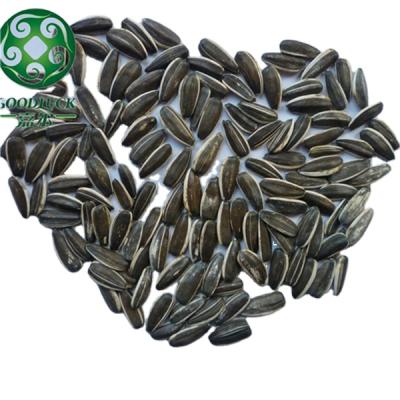 China Long Shape Dried Sunflower Seeds 361 363 5009 Black Dried Sunflower Seeds China Sunflower Seeds Wholesale Price for sale