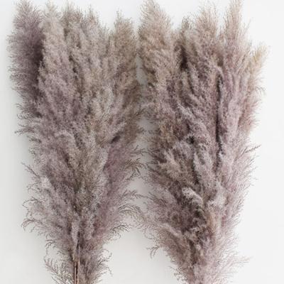 China 2022 new style natural most popular dry gray pampas grass for home decoration for sale